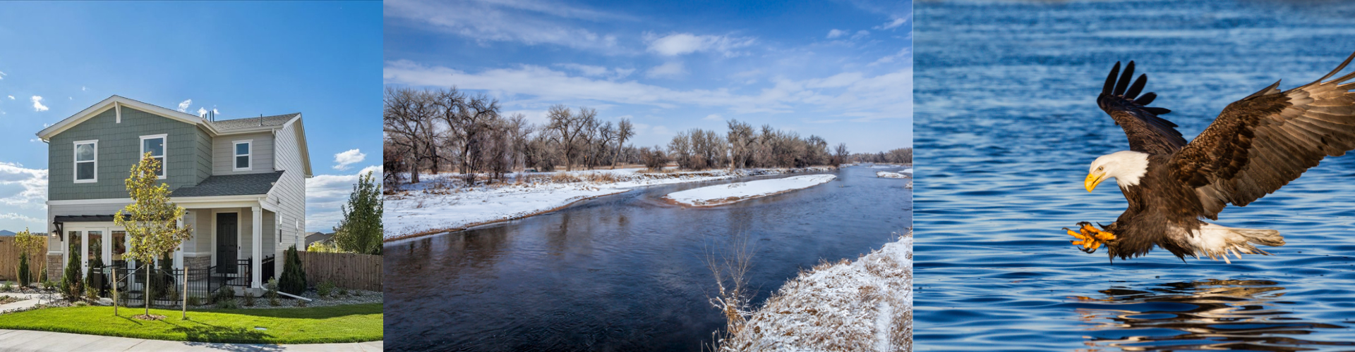 A bird flying over a body of water.