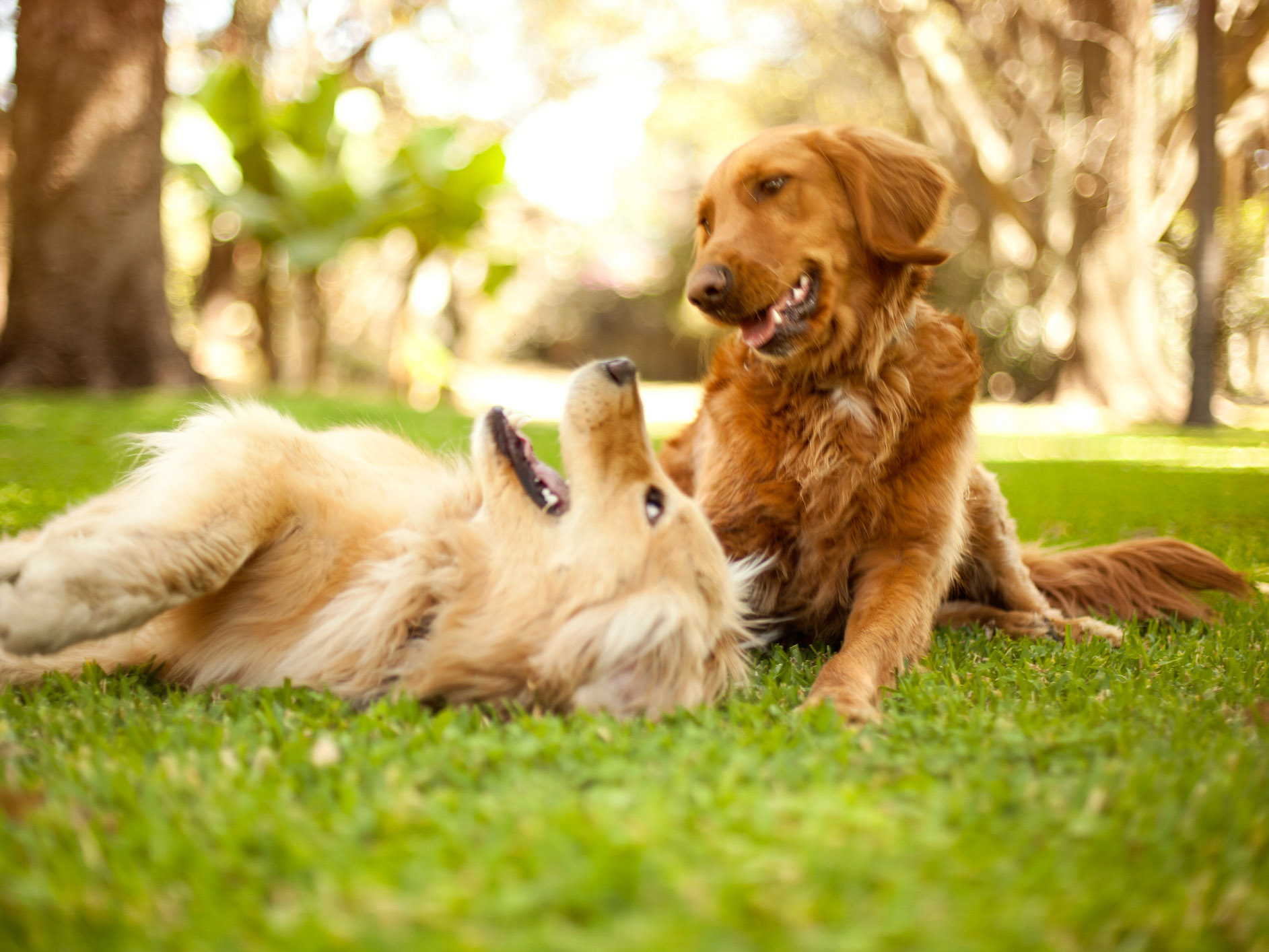 Dogs playing on grass in Casa Grande AZ- New Construction Home For Sale by Century Communities with community amenities