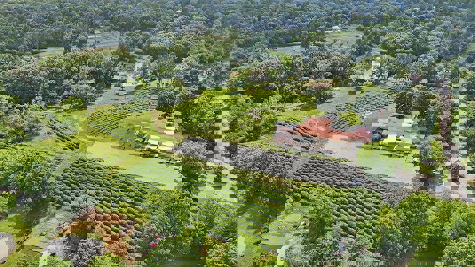 Treehouse Vineyards in Monroe, NC