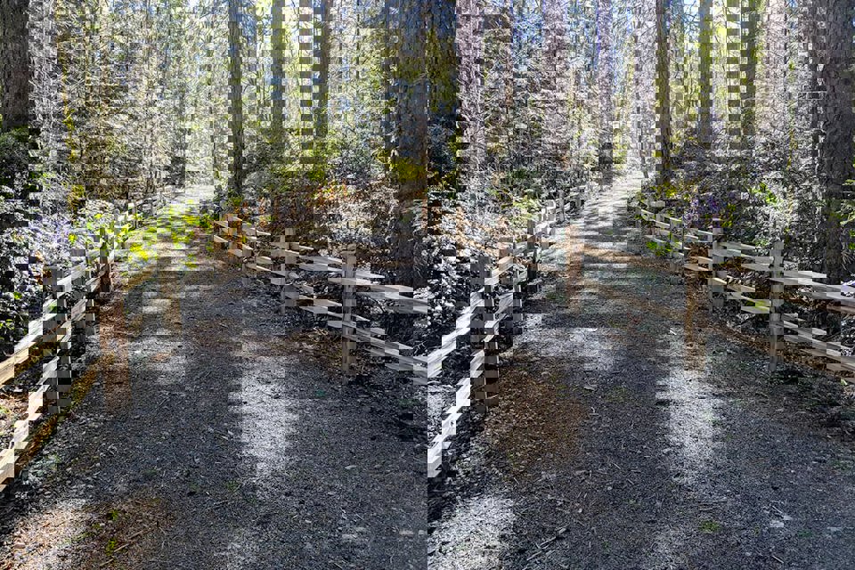 A path in the woods.